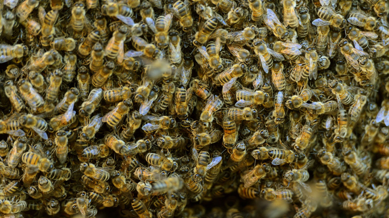 Bienen