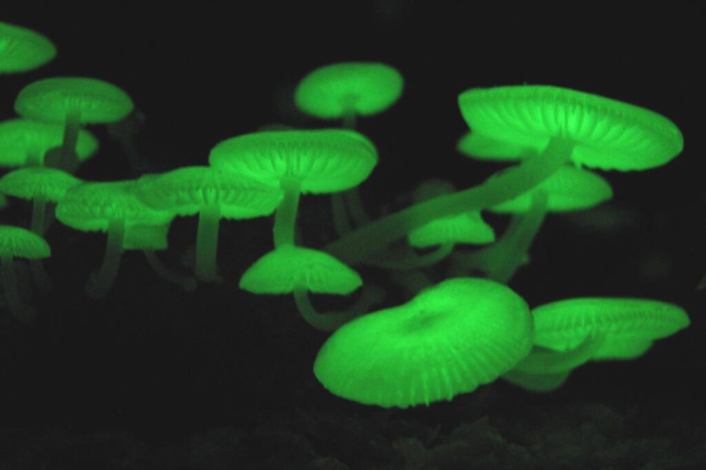 Biolumineszenz: Wenn die Natur im Dunkeln leuchtet