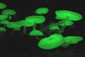 Biolumineszenz: Wenn die Natur im Dunkeln leuchtet