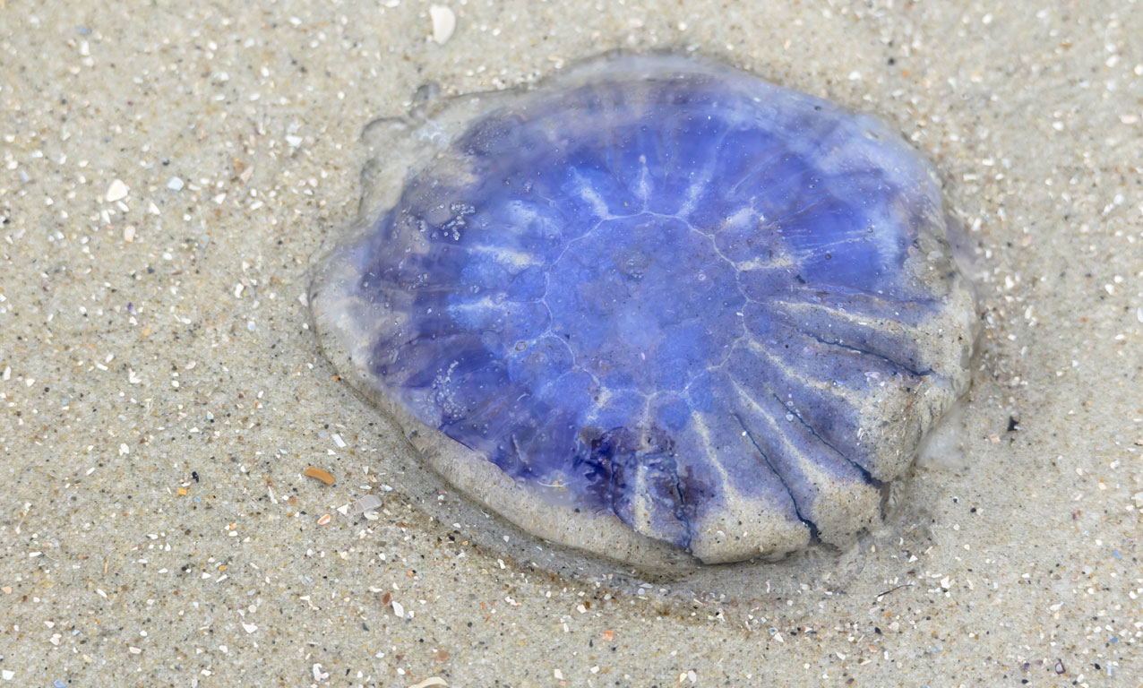 Die Blaue Nesselqualle