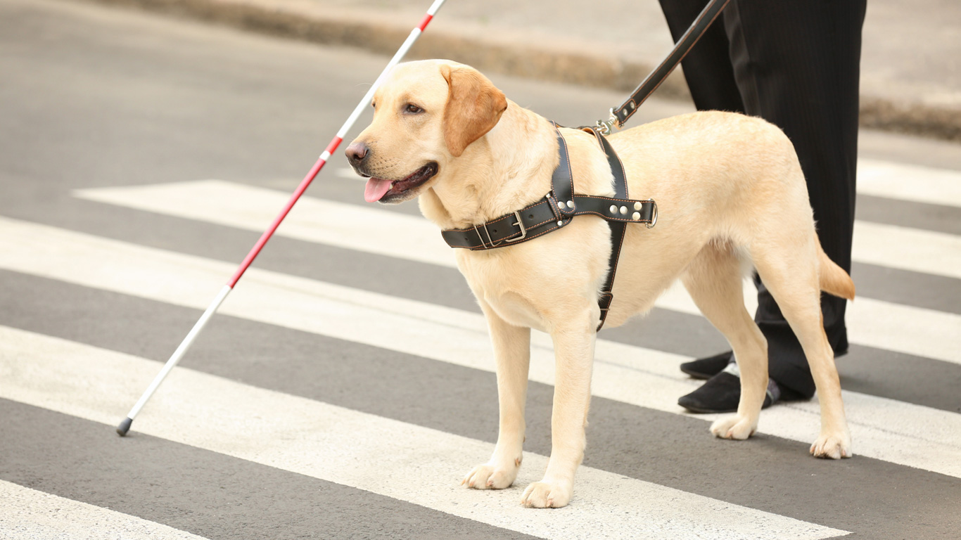 Blindenhunde