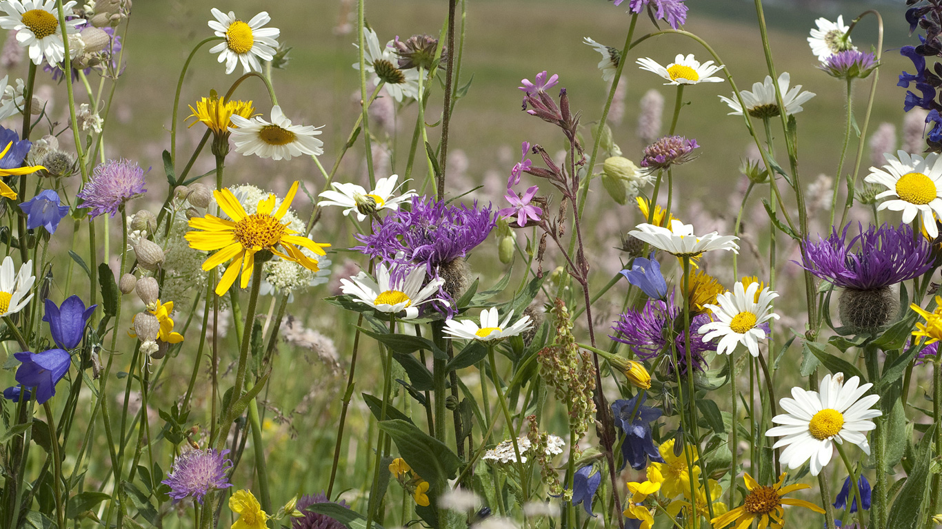 Garten oder Balkone mit Wildblumen
