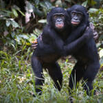 Bonobos – ganz besondere Verwandte