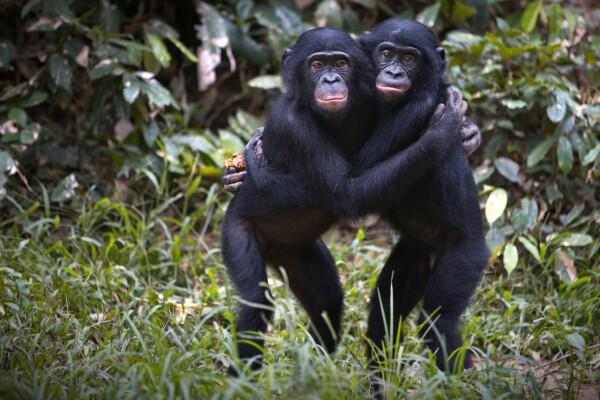 Bonobos – ganz besondere Verwandte