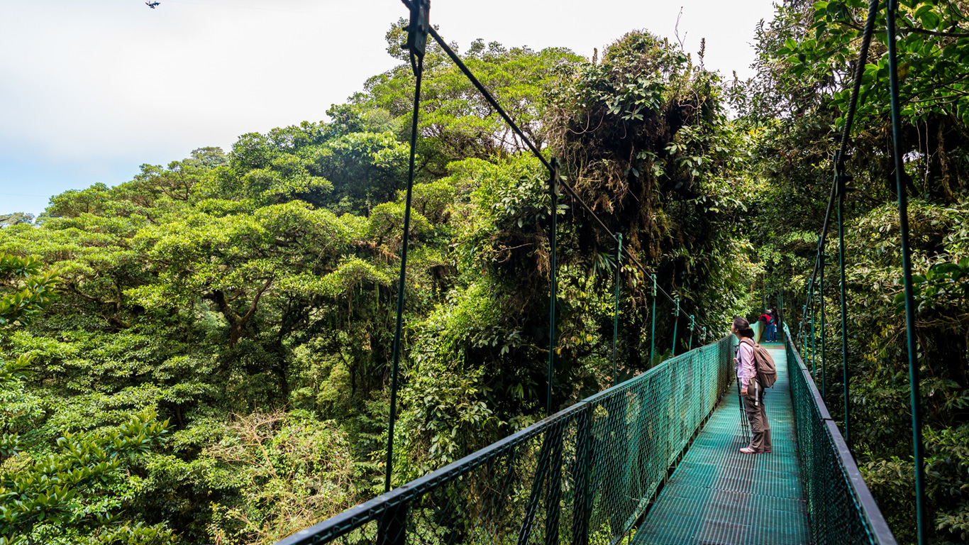 Monteverde: in den Baumkronen der Nebelwälder