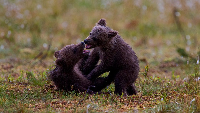 Bärenkinder im Norden Finnlands