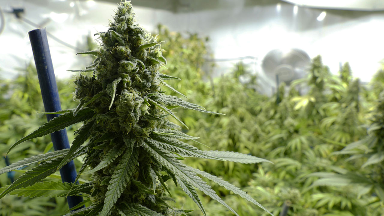 Harry Anslinger: Wer begründete den „War on drugs“?