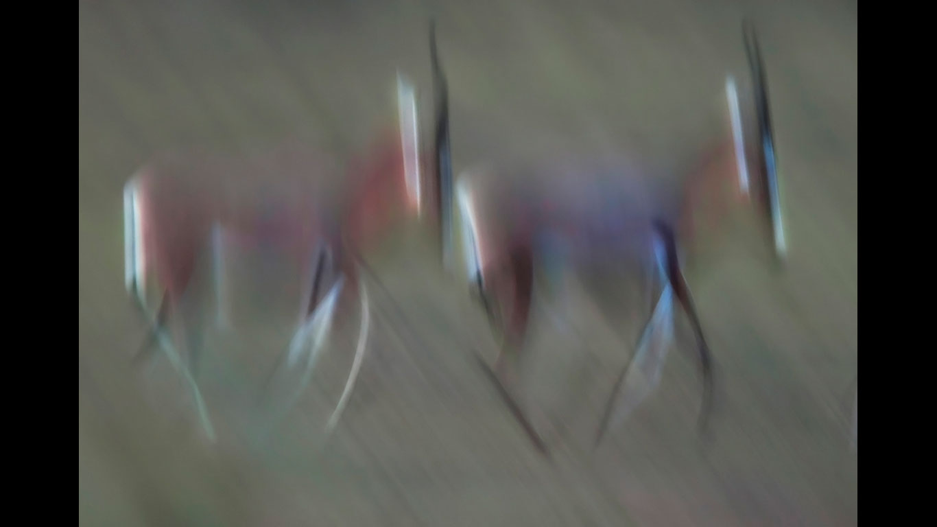 Das Siegerfoto