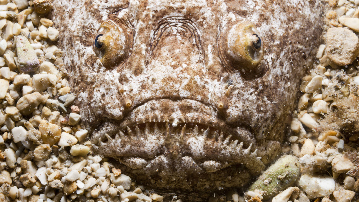 Der Drachenfisch