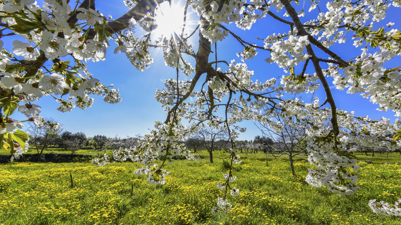 Der Duft des Frühlings