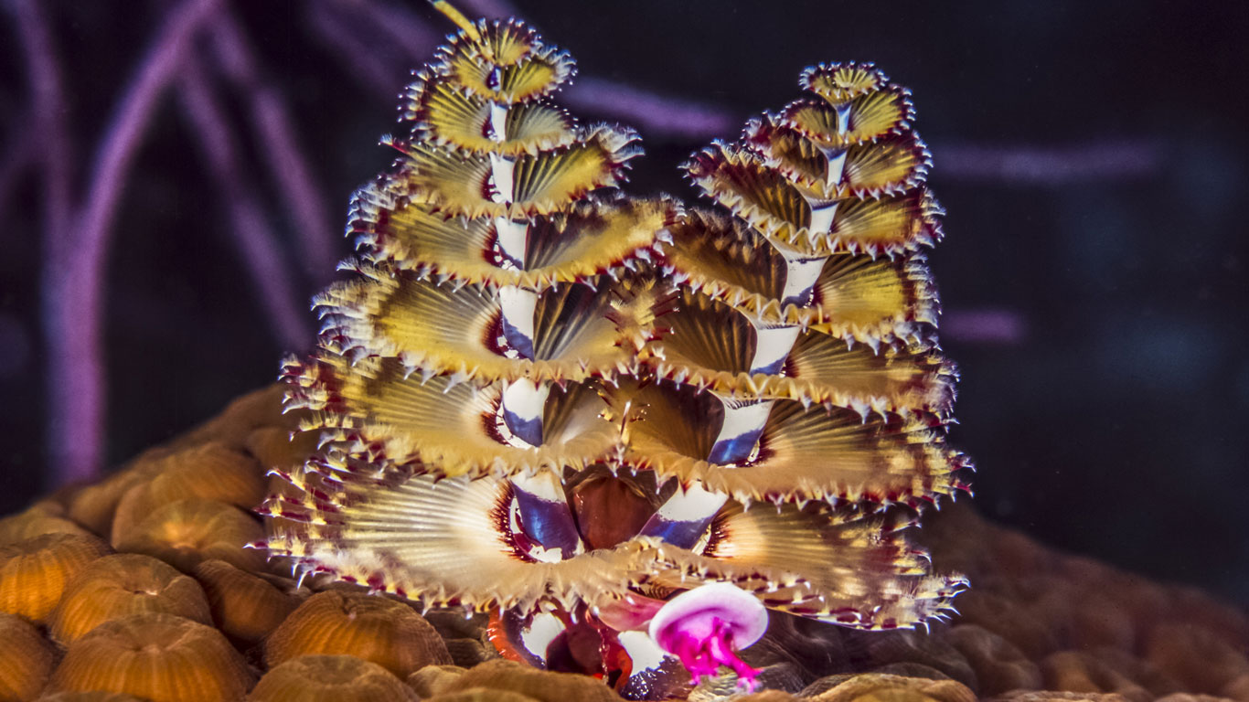 Der Weihnachtsbaumwurm Spirobranchus giganteus