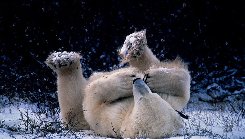 Eisbären sind perfekt an das Leben in der Arktis angepasst