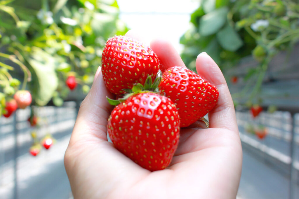 Erdbeeren: So vielfältig und vitaminreich sind die roten Früchte