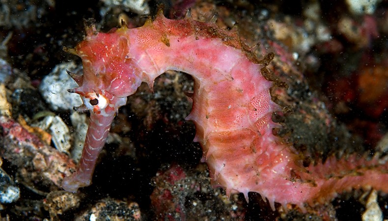 Fabelhaftes Pferdchen
