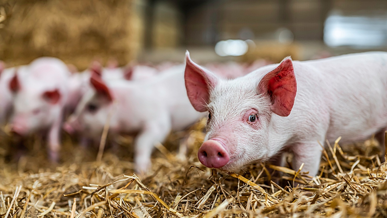 Farmtiere wie Rinder, Schweine und Geflügel