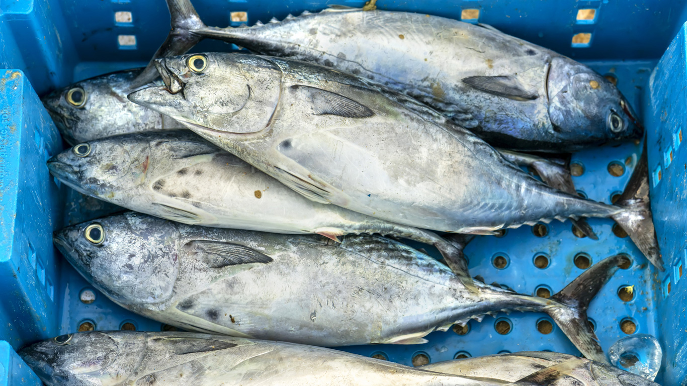 Weniger Fleisch und keine bedrohten Fischarten essen