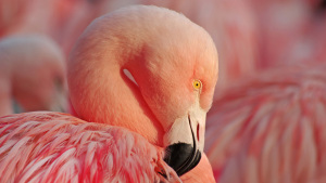 Flamingos: zehn Fakten über das Trendtier