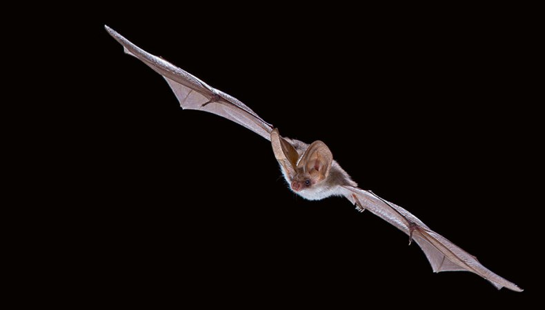 Fledermaus gegen Lichtschranke