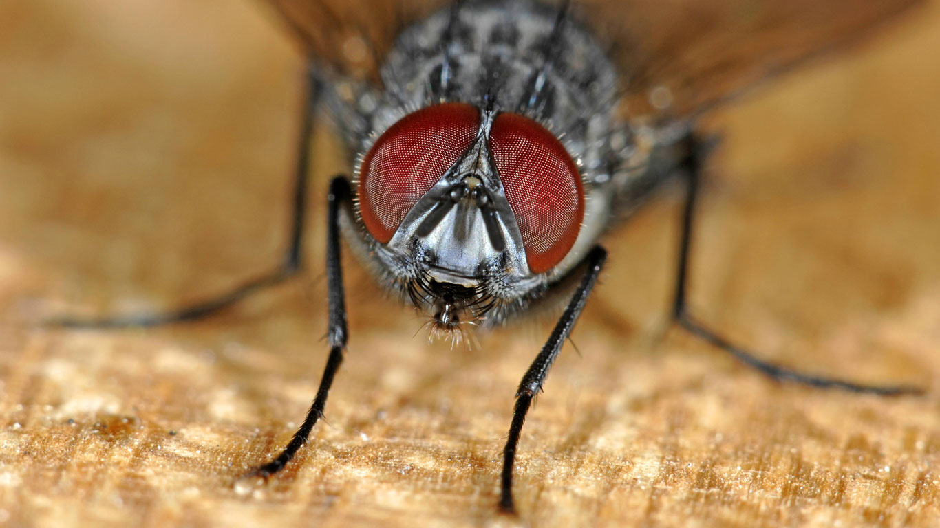 Fliegen