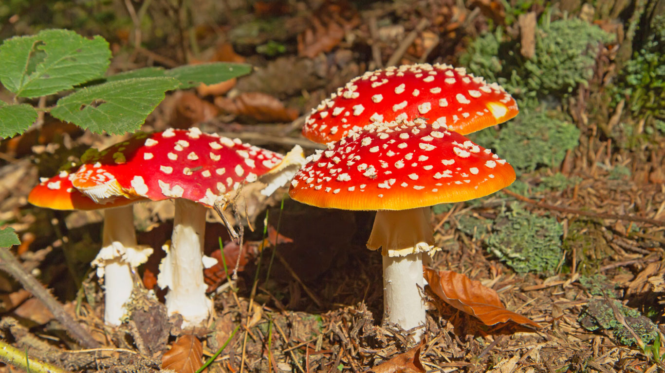 Fliegenpilz