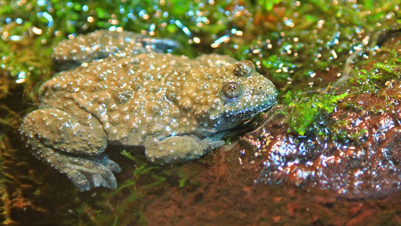 Froschlurch