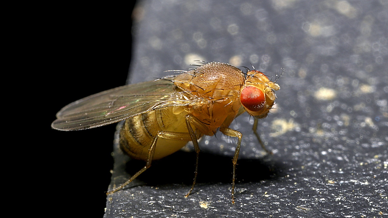 Fruchtfliege - Schnellstarter aus gutem Grund