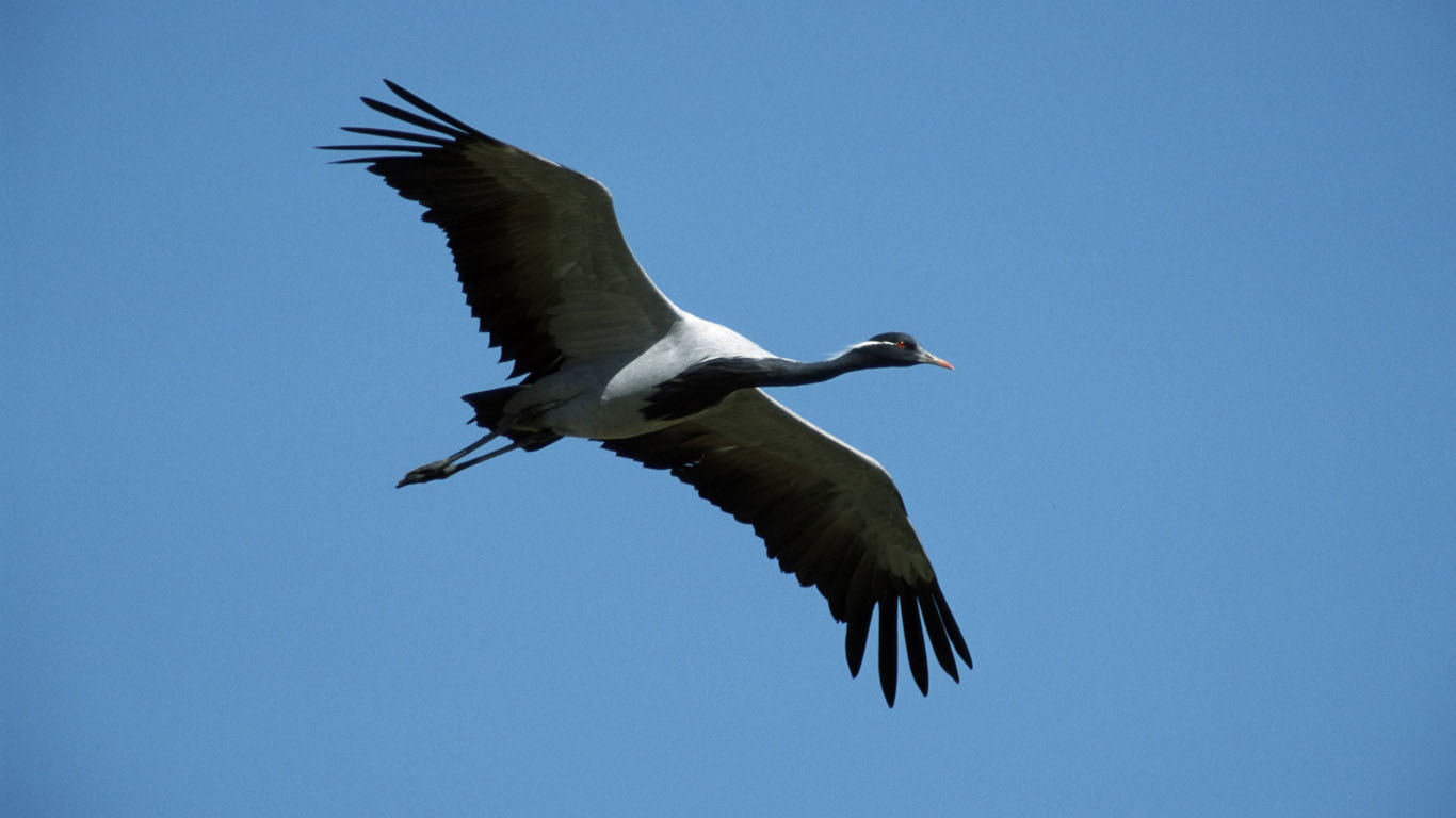 Furchtlose Vielflieger