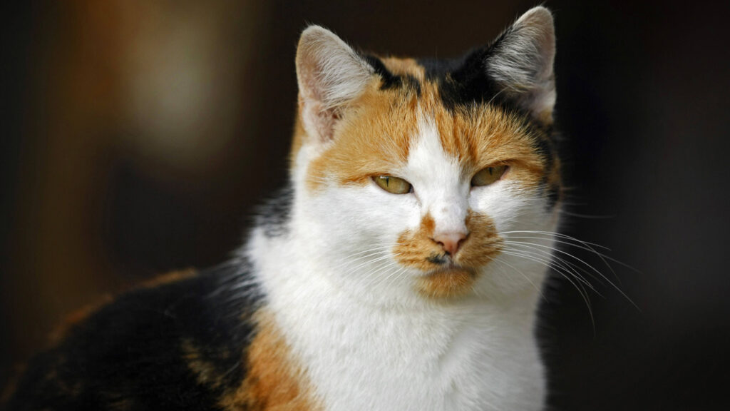 Furios-flauschige Fakten: Die volle Ladung Katzen-Wissen!