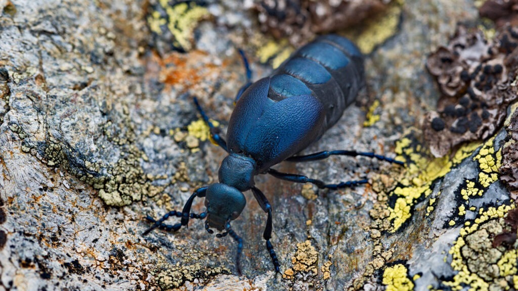 Die giftigsten Tiere Deutschlands