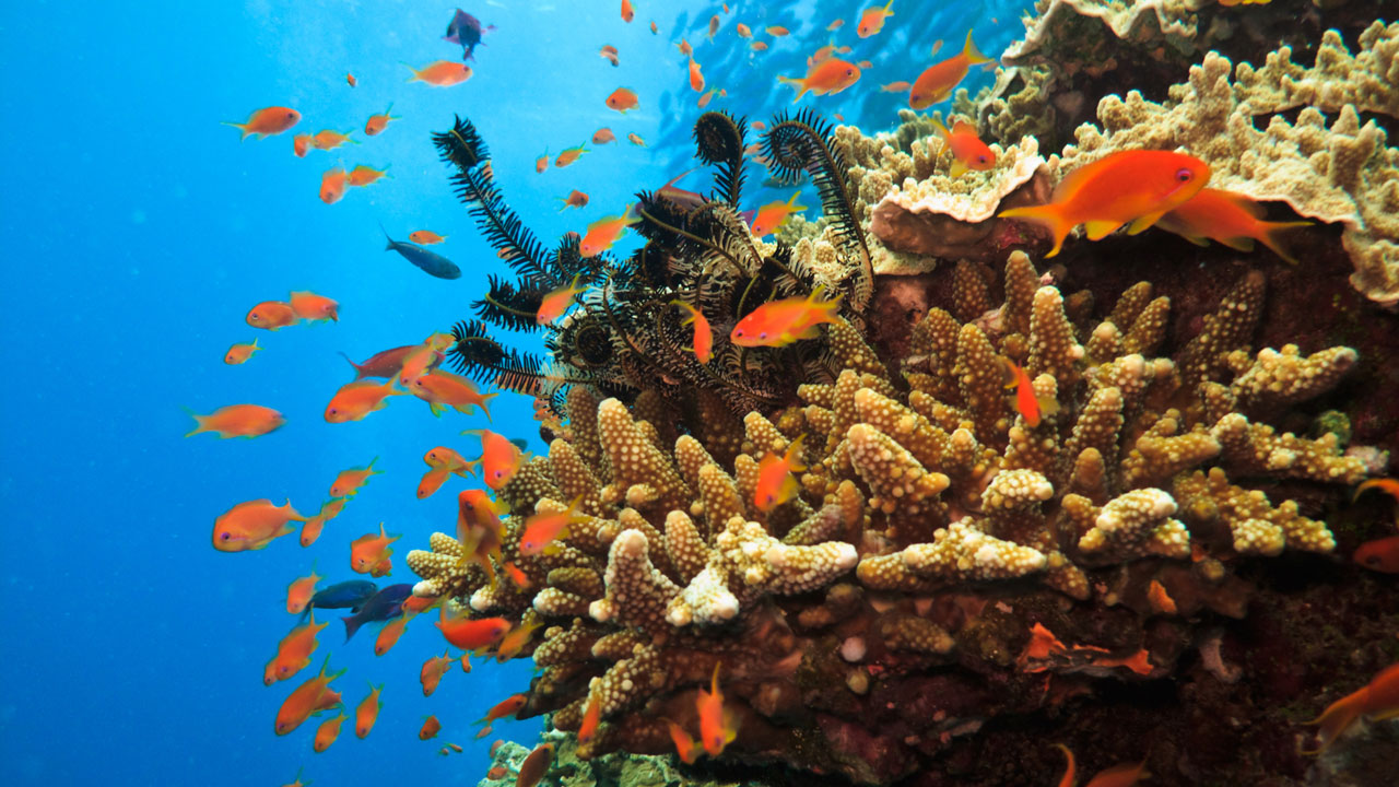 Pumpkin Island Great Barrier Reef, Australien
