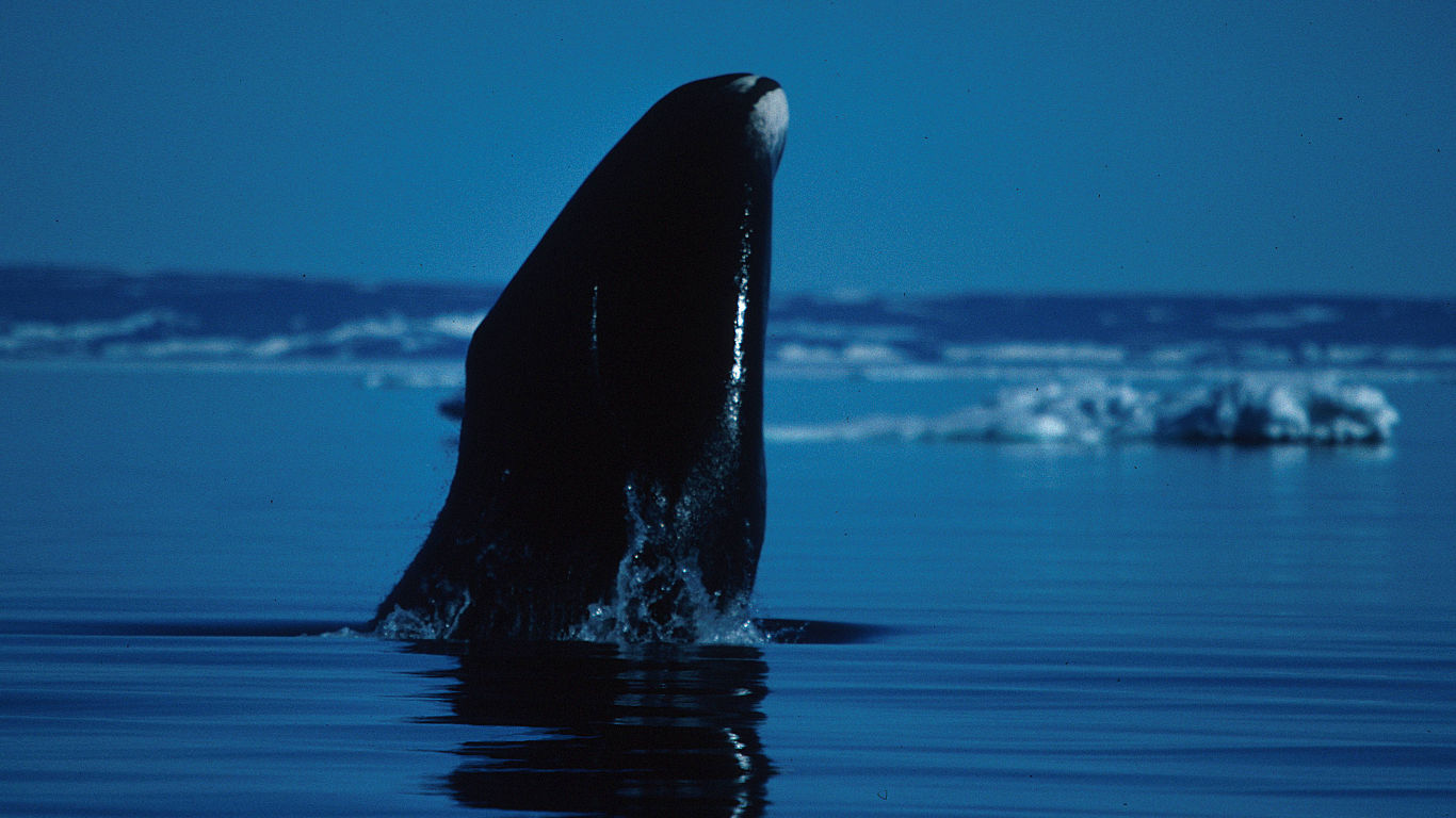 Grönlandwal: mehr als 200 Jahre