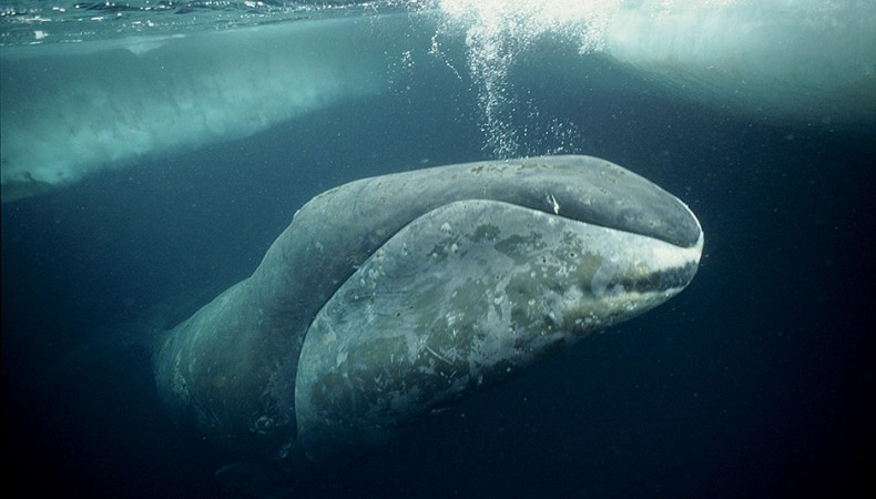 Grönlandwal - die graue Eminenz