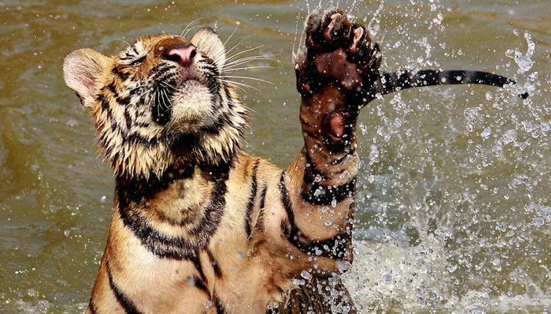 Gut geschwommen, Tiger!