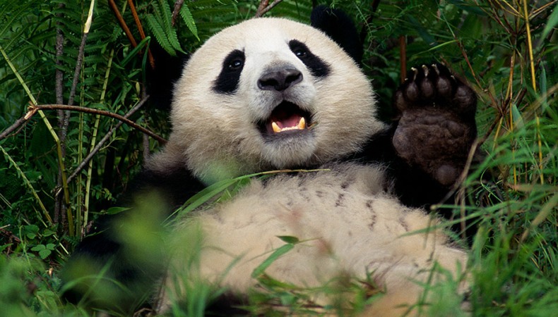 Hallo, Panda!