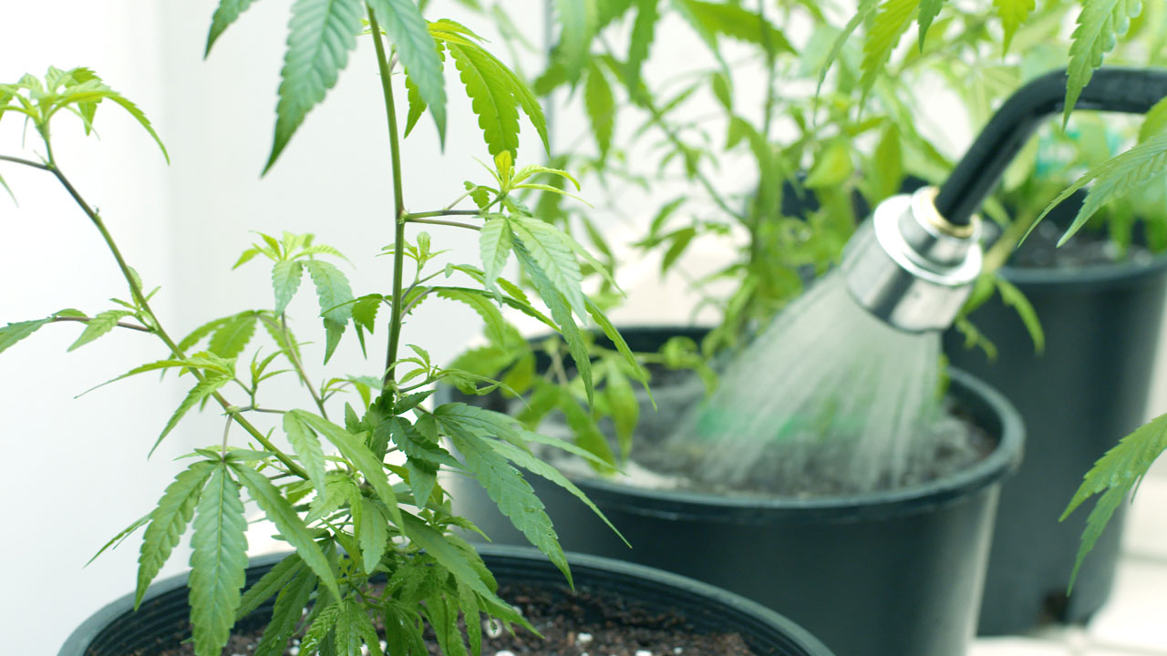 Anbau von Marihuana