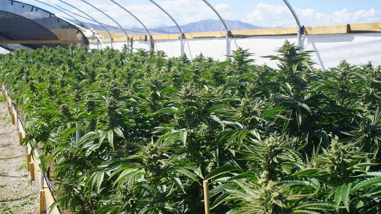 Wie funktioniert ein Cannabis-Labor?