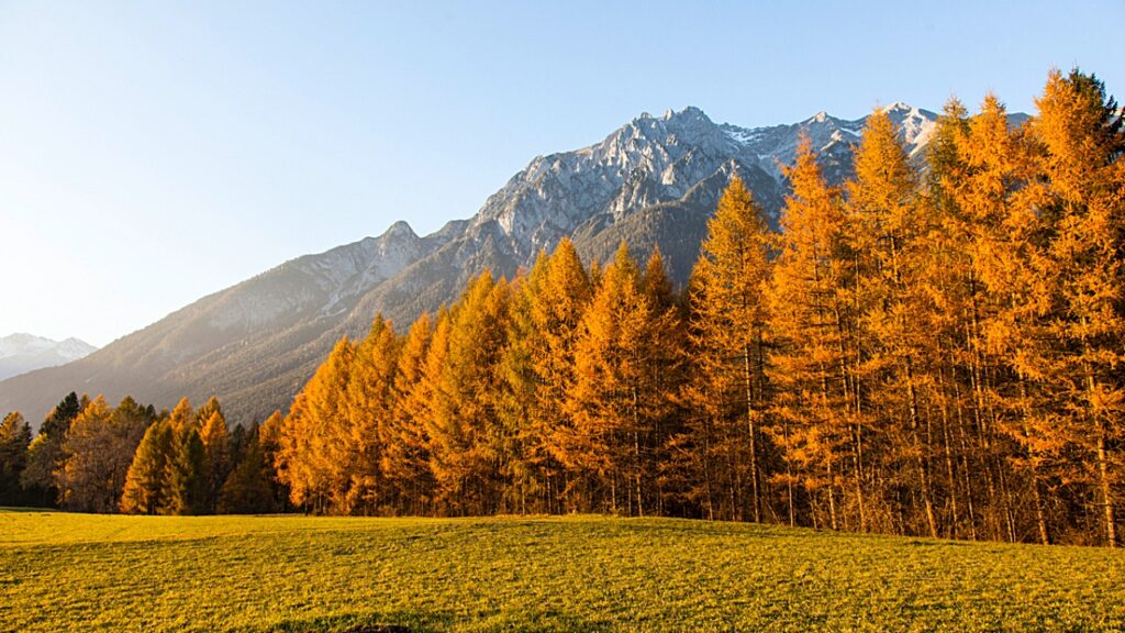 Warum die Lärche im Herbst ihre Nadeln verliert
