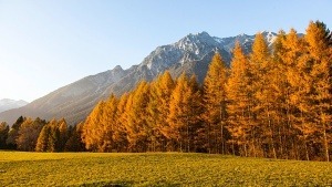 Warum die Lärche im Herbst ihre Nadeln verliert