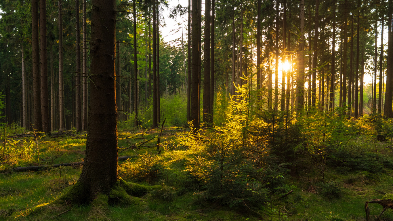 Zertifiziertes Holz und Recyclingpapier
