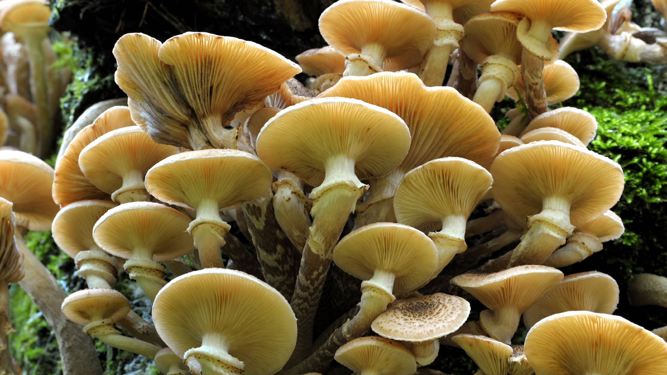 Glimmende Pilze
