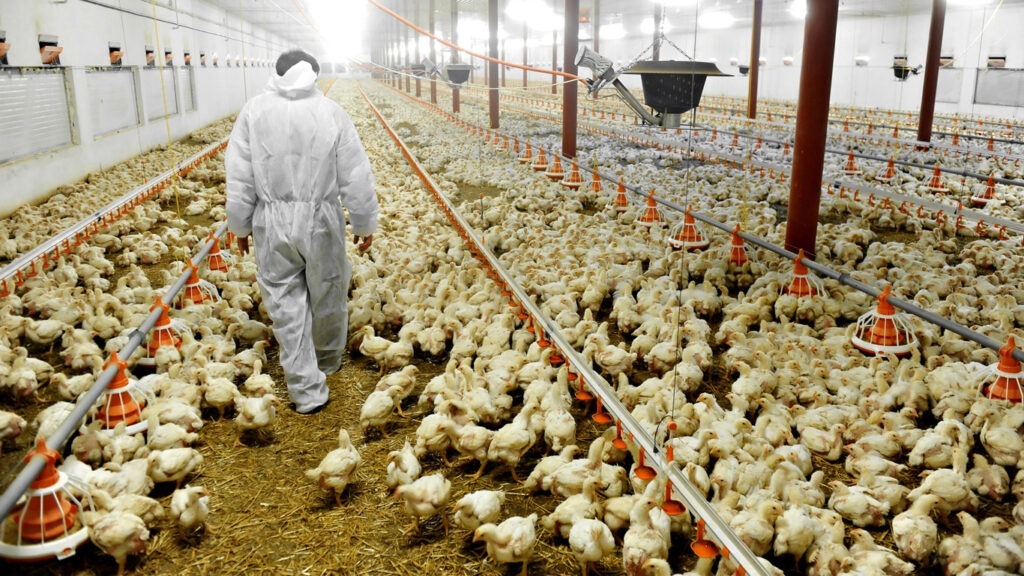 Billig und gesund? Die ganze Wahrheit über Hühnerfleisch