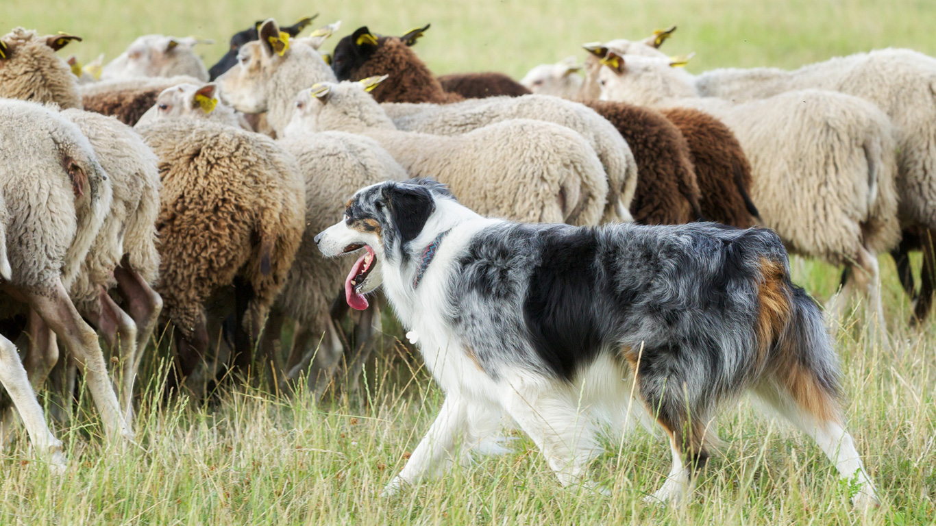 Hütehunde
