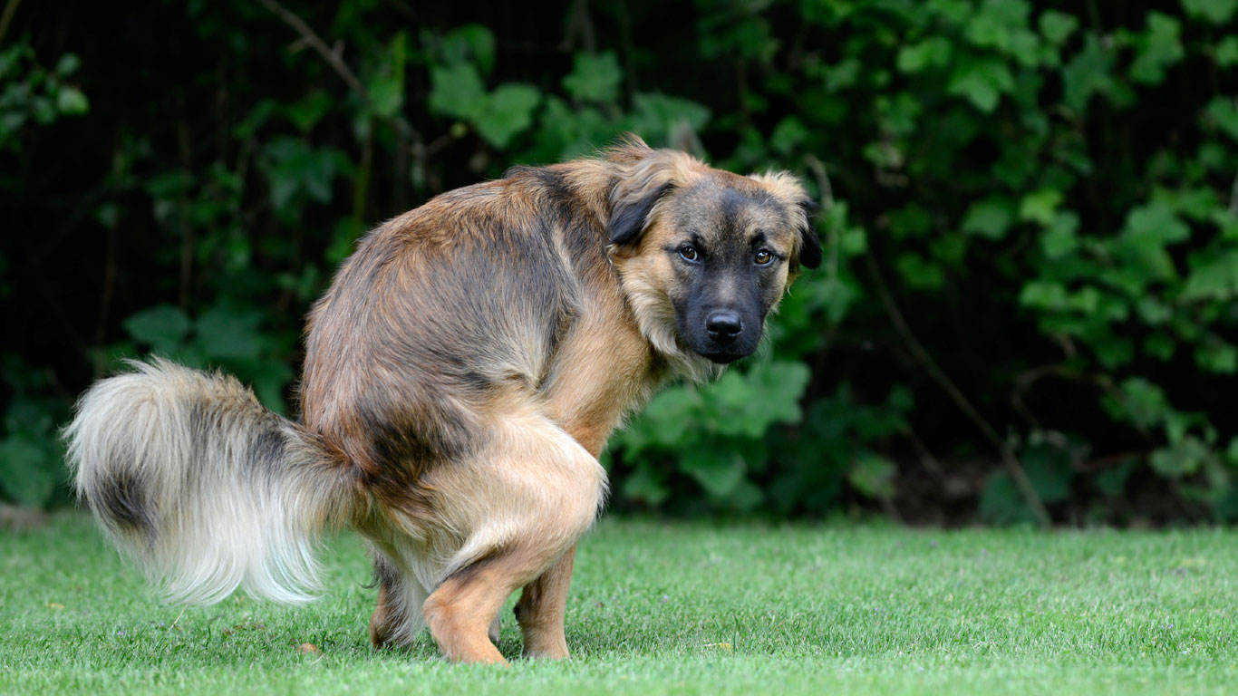 Hundedreck