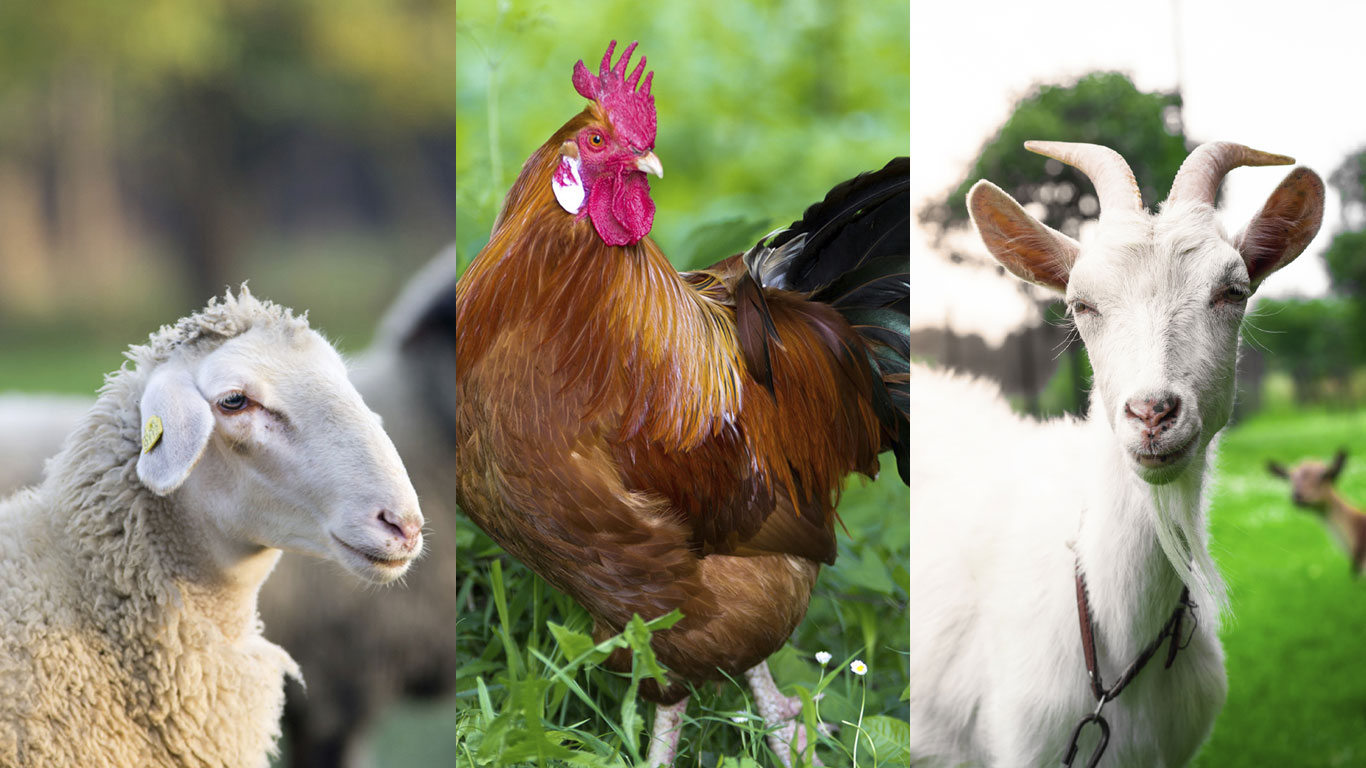 Hühner-, Ziegen- und Lammfleisch
