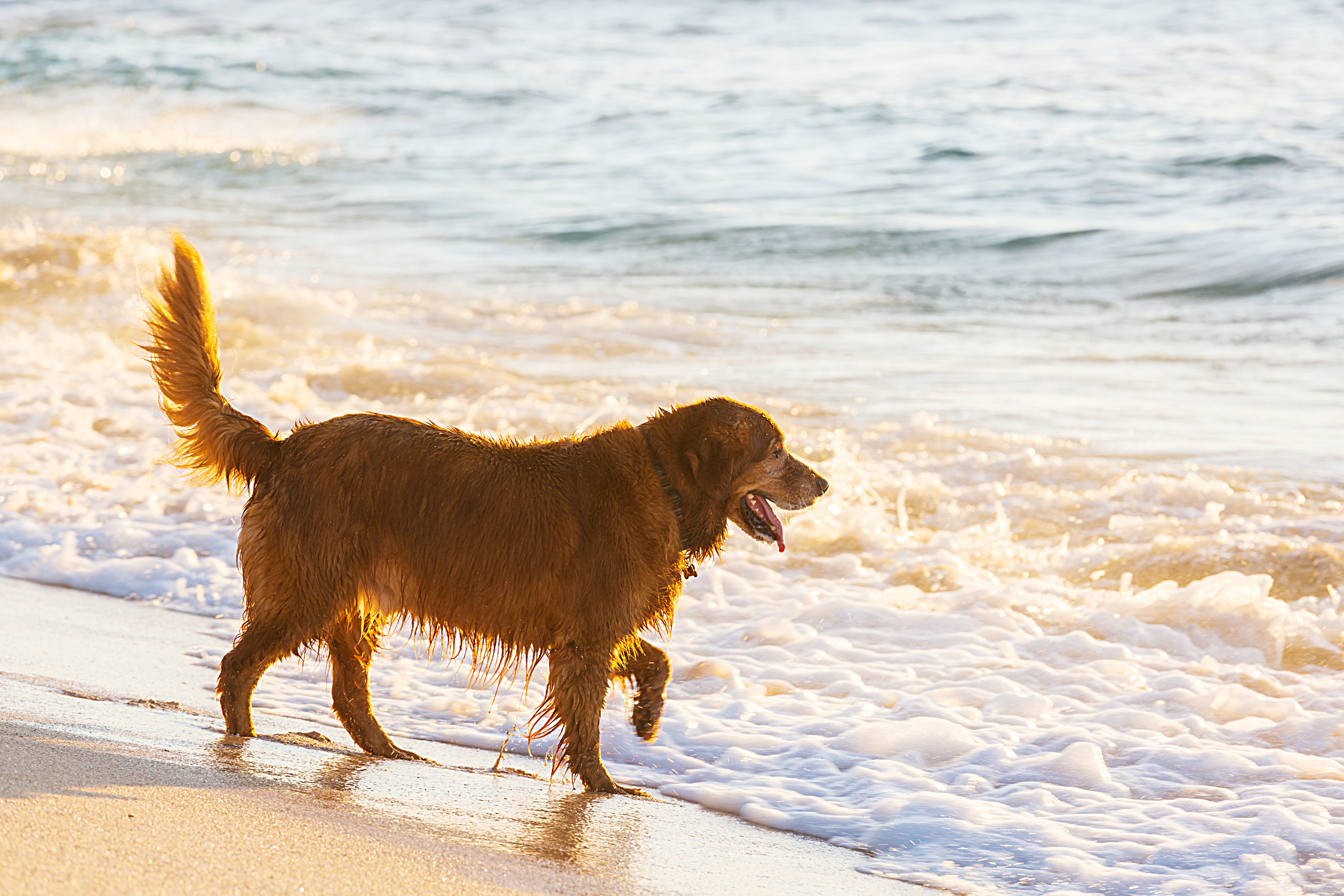 Hunde am Strand