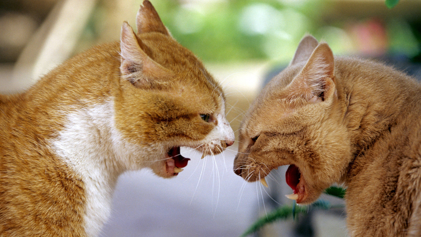 Die Katzensprache hat ein großes Vokabular