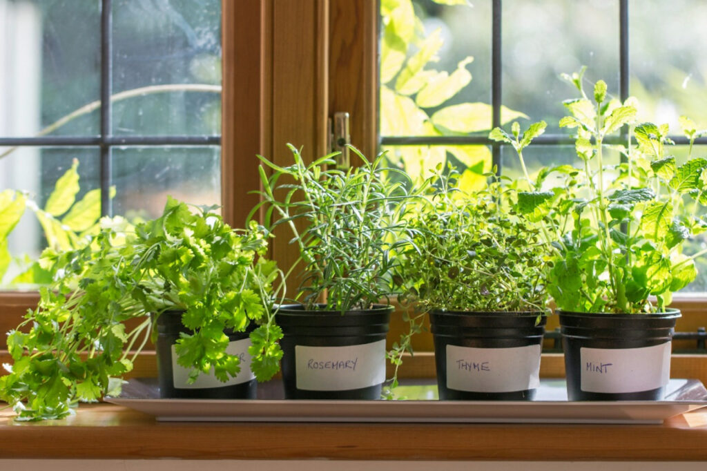 Frischer Indoor-Garten: So wird die Küche zum Gemüseparadies
