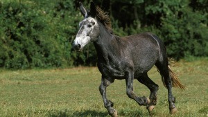 Die ungewöhnlichsten Tierkreuzungen: Zesel, Wolphin und Liger