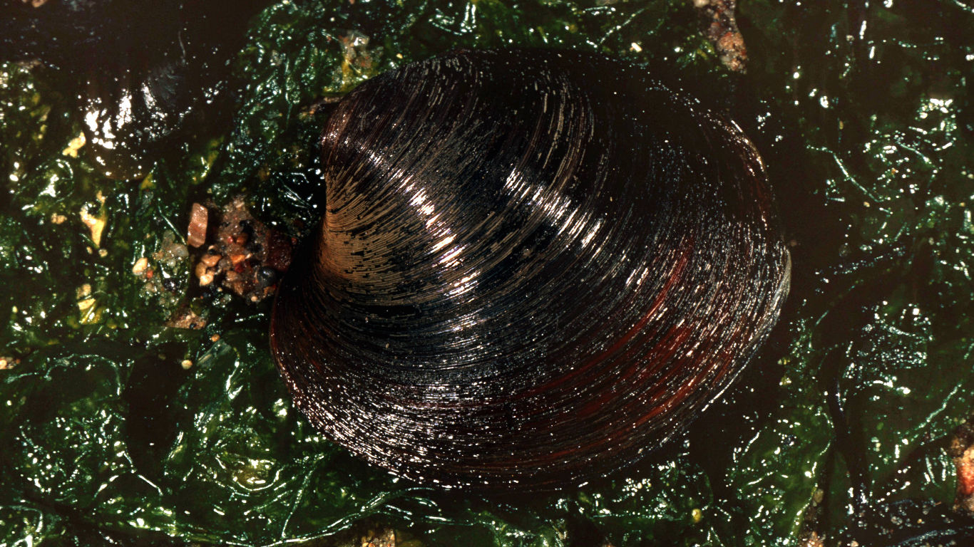 Islandmuschel Ming: 507 Jahre