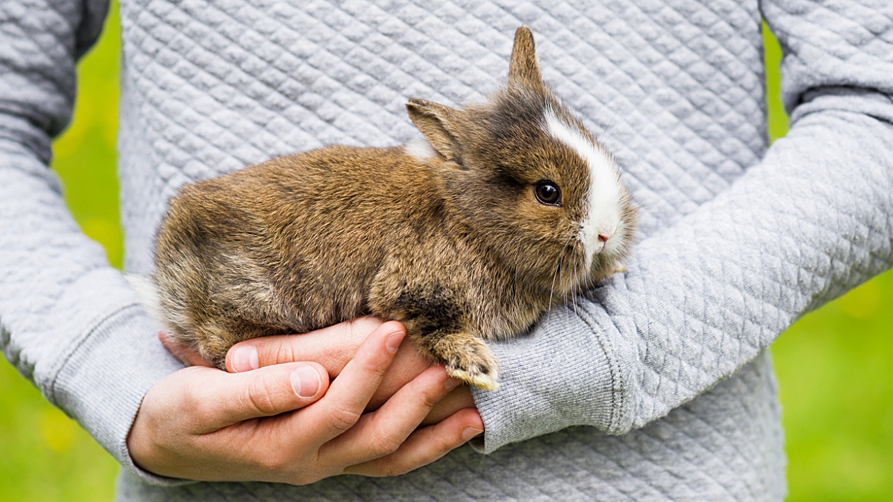 Kaninchen und Hasen